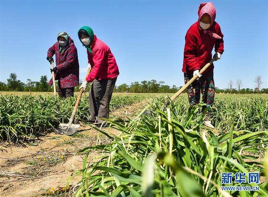  5月11日，農(nóng)民在山西省大同市云州區(qū)西坪鎮(zhèn)唐家堡村邊的黃花菜地里除草。新華社發(fā)（柴婷 攝）